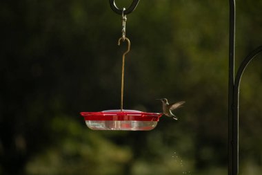 Dişi yakut boğazlı sinekkuşu sinekkuşu yemliğine biraz nektar almaya geliyor, dikkatli görünüyor.