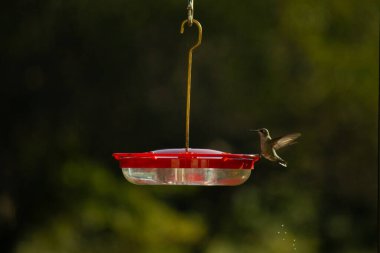 Dişi yakut boğazlı sinekkuşu sinekkuşu yemliğine biraz nektar almaya geliyor, dikkatli görünüyor.
