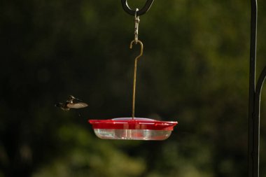 Dişi yakut boğazlı sinekkuşu sinekkuşu yemliğine biraz nektar almaya geliyor, dikkatli görünüyor.