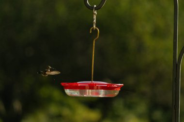 Dişi yakut boğazlı sinekkuşu sinekkuşu yemliğine biraz nektar almaya geliyor, dikkatli görünüyor.