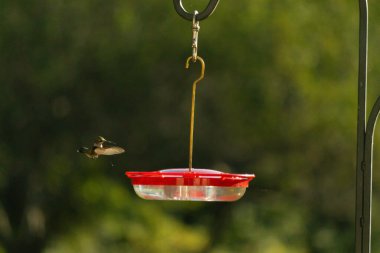 Dişi yakut boğazlı sinekkuşu sinekkuşu yemliğine biraz nektar almaya geliyor, dikkatli görünüyor.