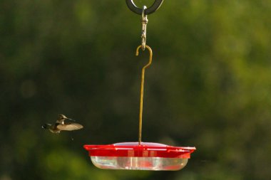 Dişi yakut boğazlı sinekkuşu sinekkuşu yemliğine biraz nektar almaya geliyor, dikkatli görünüyor.