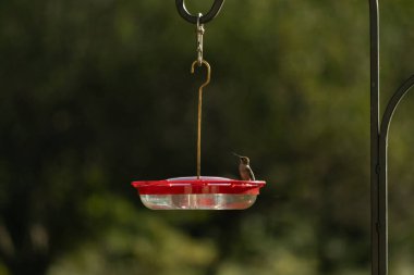 Dişi yakut boğazlı sinekkuşu sinekkuşu yemliğine biraz nektar almaya geliyor, dikkatli görünüyor.
