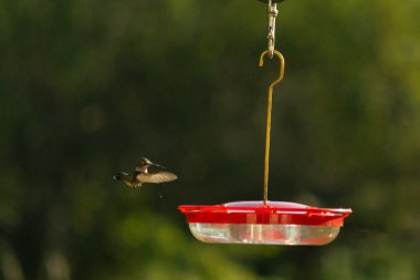 Dişi yakut boğazlı sinekkuşu sinekkuşu yemliğine biraz nektar almaya geliyor, dikkatli görünüyor.