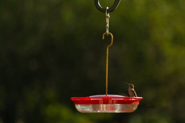 Dişi yakut boğazlı sinekkuşu sinekkuşu yemliğine biraz nektar almaya geliyor, dikkatli görünüyor.