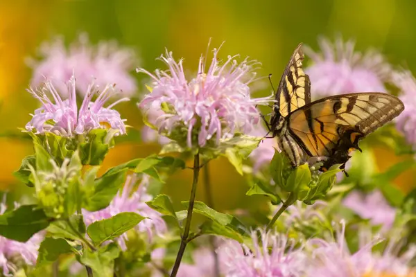Çarpıcı bir Doğu Kırlangıç Kelebeği olan Papilio Glaucus, kendine özgü sarı ve siyah çizgileriyle narin mor bir bergamot çiçeğinin üzerinde, doğanın güzelliğini somutlaştıran yumuşak, yemyeşil bir arka plan arasında zarif bir şekilde yatar..