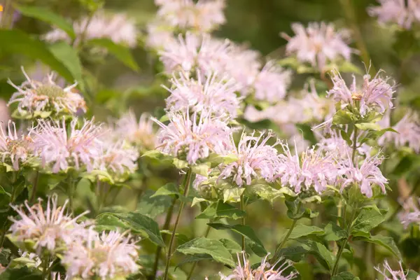 Narin bir Vahşi Bergamot tarlası, Monarda fistulosa, lavanta ve pembenin yumuşak tonlarında çiçek açar, dikenli yaprakları güzel bir doku yaratır. Bereketli yeşil yapraklar, canlı çiçekleri çerçeveler, serin çayırların özünü tam çiçekle yakalar..