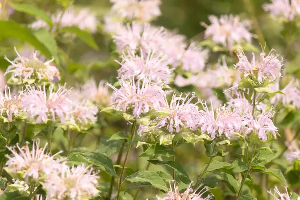 Narin bir Vahşi Bergamot tarlası, Monarda fistulosa, lavanta ve pembenin yumuşak tonlarında çiçek açar, dikenli yaprakları güzel bir doku yaratır. Bereketli yeşil yapraklar, canlı çiçekleri çerçeveler, serin çayırların özünü tam çiçekle yakalar..