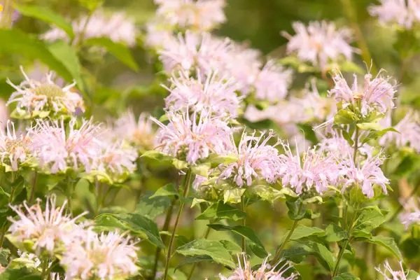 Narin bir Vahşi Bergamot tarlası, Monarda fistulosa, lavanta ve pembenin yumuşak tonlarında çiçek açar, dikenli yaprakları güzel bir doku yaratır. Bereketli yeşil yapraklar, canlı çiçekleri çerçeveler, serin çayırların özünü tam çiçekle yakalar..