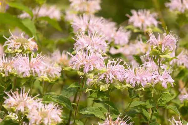 Narin bir Vahşi Bergamot tarlası, Monarda fistulosa, lavanta ve pembenin yumuşak tonlarında çiçek açar, dikenli yaprakları güzel bir doku yaratır. Bereketli yeşil yapraklar, canlı çiçekleri çerçeveler, serin çayırların özünü tam çiçekle yakalar..