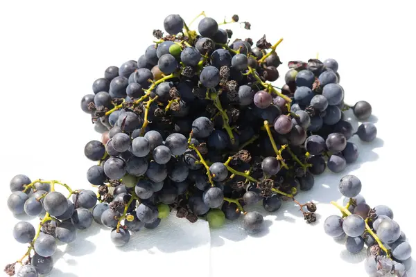 Bu az önce asmamdan topladığım çok güzel bir üzüm kümesi. Bu koyu mor dolgun böğürtlenler burada beyaz bir arka planda oturuyorlar. Yeşil saplar gerçekten göze çarpıyor..