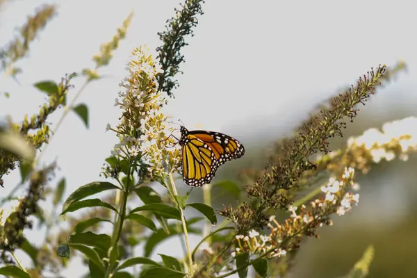 Turuncu ve siyah kanatları olan zarif bir kral kelebeği, yumuşak ve parlak bir arka plana karşı doğanın karmaşık güzelliğini gösteren bir bitkinin üzerinde zarifçe yatıyor. Vahşi yaşam, yaz ve hassas ekosistem temaları için mükemmel..