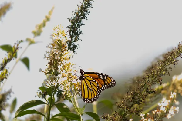 Turuncu ve siyah kanatları olan zarif bir kral kelebeği, yumuşak ve parlak bir arka plana karşı doğanın karmaşık güzelliğini gösteren bir bitkinin üzerinde zarifçe yatıyor. Vahşi yaşam, yaz ve hassas ekosistem temaları için mükemmel..