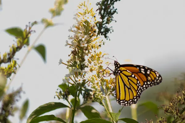Turuncu ve siyah kanatları olan zarif bir kral kelebeği, yumuşak ve parlak bir arka plana karşı doğanın karmaşık güzelliğini gösteren bir bitkinin üzerinde zarifçe yatıyor. Vahşi yaşam, yaz ve hassas ekosistem temaları için mükemmel..