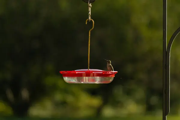 Dişi yakut boğazlı sinekkuşu sinekkuşu yemliğine biraz nektar almaya geliyor, dikkatli görünüyor.