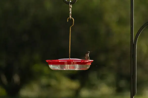 Dişi yakut boğazlı sinekkuşu sinekkuşu yemliğine biraz nektar almaya geliyor, dikkatli görünüyor.