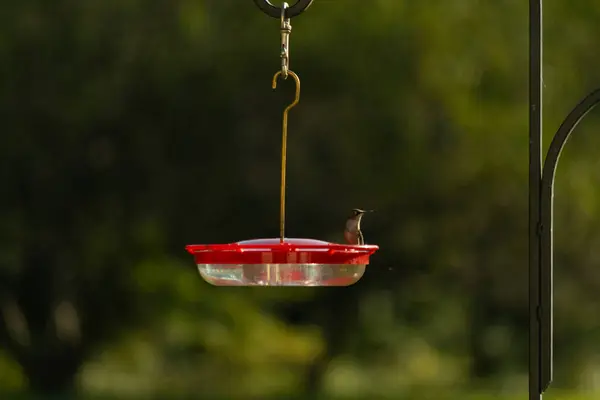 Dişi yakut boğazlı sinekkuşu sinekkuşu yemliğine biraz nektar almaya geliyor, dikkatli görünüyor.