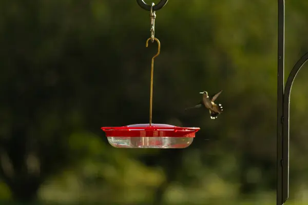 Dişi yakut boğazlı sinekkuşu sinekkuşu yemliğine biraz nektar almaya geliyor, dikkatli görünüyor.