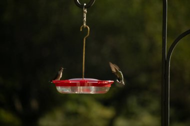 İki sinekkuşu, bulanık yeşil bir zemin üzerinde asılı duran kırmızı ve açık bir besleyicide doğanın ve vahşi yaşamın bir anını yakalar. Kuş gözlemciliği, açık hava ve bahçeler için mükemmel bir tema..