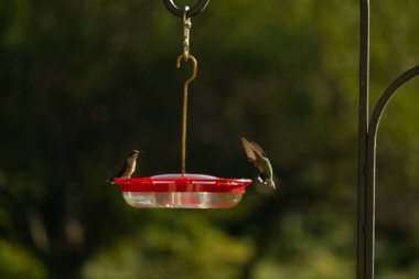 İki sinekkuşu, bulanık yeşil bir zemin üzerinde asılı duran kırmızı ve açık bir besleyicide doğanın ve vahşi yaşamın bir anını yakalar. Kuş gözlemciliği, açık hava ve bahçeler için mükemmel bir tema..