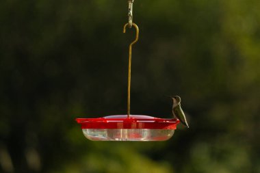 Dişi yakut boğazlı sinekkuşu sinekkuşu yemliğine biraz nektar almaya geliyor, dikkatli görünüyor.