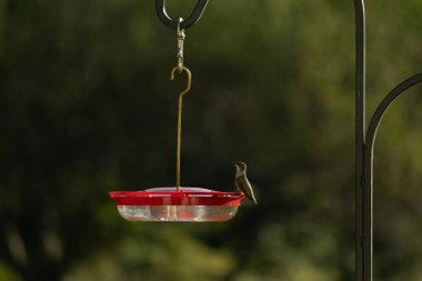 Dişi yakut boğazlı sinekkuşu sinekkuşu yemliğine biraz nektar almaya geliyor, dikkatli görünüyor.