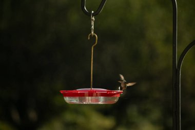 Dişi yakut boğazlı sinekkuşu sinekkuşu yemliğine biraz nektar almaya geliyor, dikkatli görünüyor.