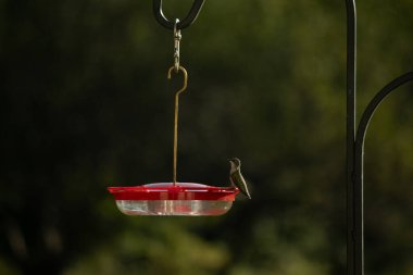 Dişi yakut boğazlı sinekkuşu sinekkuşu yemliğine biraz nektar almaya geliyor, dikkatli görünüyor.