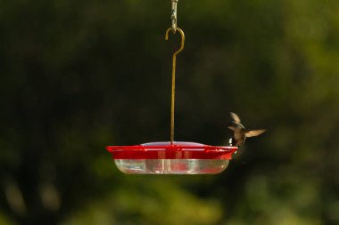 Dişi yakut boğazlı sinekkuşu sinekkuşu yemliğine biraz nektar almaya geliyor, dikkatli görünüyor.