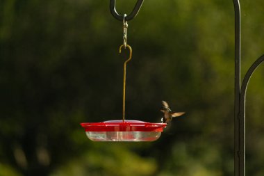 Dişi yakut boğazlı sinekkuşu sinekkuşu yemliğine biraz nektar almaya geliyor, dikkatli görünüyor.