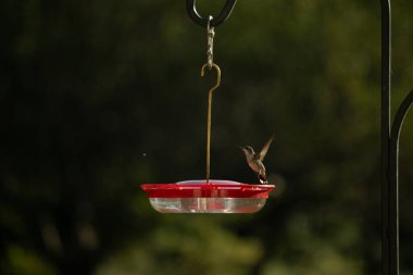 Dişi yakut boğazlı sinekkuşu sinekkuşu yemliğine biraz nektar almaya geliyor, dikkatli görünüyor.