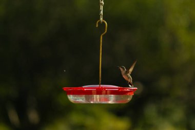 Dişi yakut boğazlı sinekkuşu sinekkuşu yemliğine biraz nektar almaya geliyor, dikkatli görünüyor.