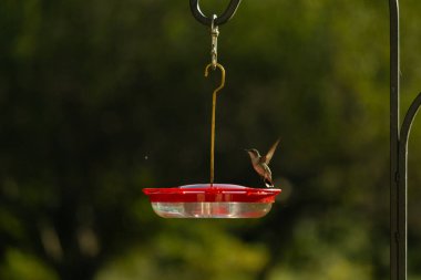 Dişi yakut boğazlı sinekkuşu sinekkuşu yemliğine biraz nektar almaya geliyor, dikkatli görünüyor.
