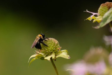 Bu siyah yaban arısı bu şekle sıkı sıkı tutunuyor. Kanatları güneşi yakalıyor ve mor bir renk yayıyor. Sarı tüylü vücudu bu kır çiçeğine sarılırken güzel görünüyor..