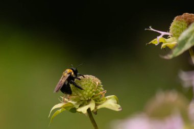 Bu siyah yaban arısı bu şekle sıkı sıkı tutunuyor. Kanatları güneşi yakalıyor ve mor bir renk yayıyor. Sarı tüylü vücudu bu kır çiçeğine sarılırken güzel görünüyor..