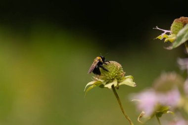 Bu siyah yaban arısı bu şekle sıkı sıkı tutunuyor. Kanatları güneşi yakalıyor ve mor bir renk yayıyor. Sarı tüylü vücudu bu kır çiçeğine sarılırken güzel görünüyor..