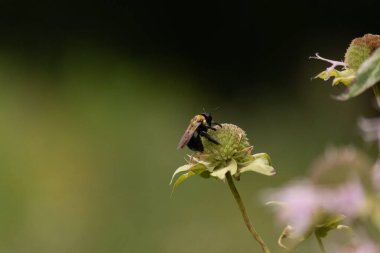 Bu siyah yaban arısı bu şekle sıkı sıkı tutunuyor. Kanatları güneşi yakalıyor ve mor bir renk yayıyor. Sarı tüylü vücudu bu kır çiçeğine sarılırken güzel görünüyor..