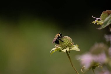Bu siyah yaban arısı bu şekle sıkı sıkı tutunuyor. Kanatları güneşi yakalıyor ve mor bir renk yayıyor. Sarı tüylü vücudu bu kır çiçeğine sarılırken güzel görünüyor..