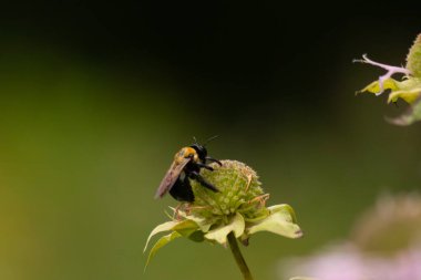 Bu siyah yaban arısı bu şekle sıkı sıkı tutunuyor. Kanatları güneşi yakalıyor ve mor bir renk yayıyor. Sarı tüylü vücudu bu kır çiçeğine sarılırken güzel görünüyor..