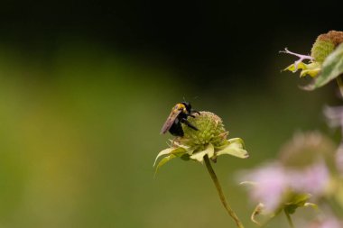 Bu siyah yaban arısı bu şekle sıkı sıkı tutunuyor. Kanatları güneşi yakalıyor ve mor bir renk yayıyor. Sarı tüylü vücudu bu kır çiçeğine sarılırken güzel görünüyor..