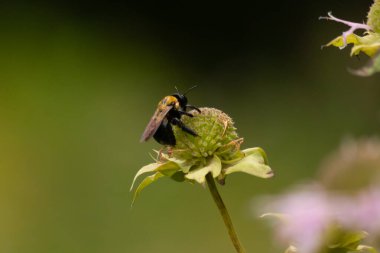 Bu siyah yaban arısı bu şekle sıkı sıkı tutunuyor. Kanatları güneşi yakalıyor ve mor bir renk yayıyor. Sarı tüylü vücudu bu kır çiçeğine sarılırken güzel görünüyor..
