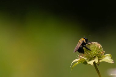 Bu siyah yaban arısı bu şekle sıkı sıkı tutunuyor. Kanatları güneşi yakalıyor ve mor bir renk yayıyor. Sarı tüylü vücudu bu kır çiçeğine sarılırken güzel görünüyor..