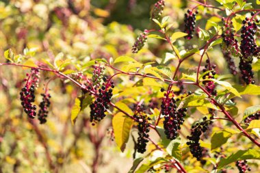 Yaban çiçeği tarlasında bu pokeweed bitkisi büyüyordu. Ürettiği küçük mor böğürtlenleri ve üzüm gibi kümeler halinde büyümelerini seviyorum. Işık yeşil yaprakları yakalıyor..