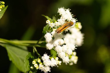 Bu güzel kaptan kelebek tarlada beyaz bir çiçeğe tutunuyordu. Küçük kahverengi böcek bu kır çiçeğini döllemeye yardım ediyor. Sevimli küçük bedeni oyuncak ayı gibi tüylü görünüyor..