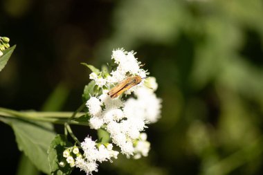 Bu güzel kaptan kelebek tarlada beyaz bir çiçeğe tutunuyordu. Küçük kahverengi böcek bu kır çiçeğini döllemeye yardım ediyor. Sevimli küçük bedeni oyuncak ayı gibi tüylü görünüyor..