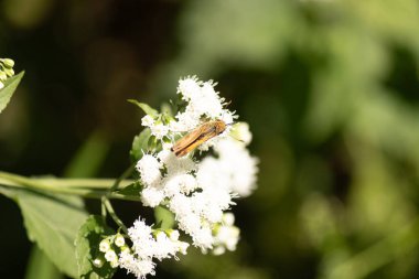 Bu güzel kaptan kelebek tarlada beyaz bir çiçeğe tutunuyordu. Küçük kahverengi böcek bu kır çiçeğini döllemeye yardım ediyor. Sevimli küçük bedeni oyuncak ayı gibi tüylü görünüyor..