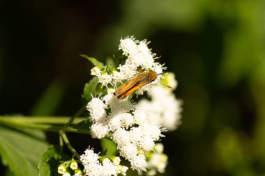 Bu güzel kaptan kelebek tarlada beyaz bir çiçeğe tutunuyordu. Küçük kahverengi böcek bu kır çiçeğini döllemeye yardım ediyor. Sevimli küçük bedeni oyuncak ayı gibi tüylü görünüyor..