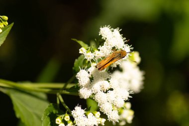 Bu güzel kaptan kelebek tarlada beyaz bir çiçeğe tutunuyordu. Küçük kahverengi böcek bu kır çiçeğini döllemeye yardım ediyor. Sevimli küçük bedeni oyuncak ayı gibi tüylü görünüyor..