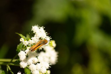 Bu güzel kaptan kelebek tarlada beyaz bir çiçeğe tutunuyordu. Küçük kahverengi böcek bu kır çiçeğini döllemeye yardım ediyor. Sevimli küçük bedeni oyuncak ayı gibi tüylü görünüyor..