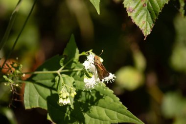 Bu güzel kaptan kelebek tarlada beyaz bir çiçeğe tutunuyordu. Küçük kahverengi böcek bu kır çiçeğini döllemeye yardım ediyor. Sevimli küçük bedeni oyuncak ayı gibi tüylü görünüyor..